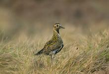 Golden Plover DM0992 (2)