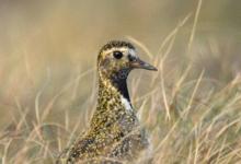 Golden Plover DM0992