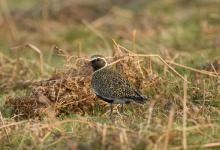 Golden Plover DM0993