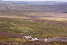 Grouse Moor DM0297