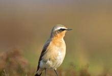 Wheatear DM0994