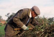 Hedge Laying DM0318