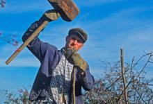 Hedge Laying DM1384