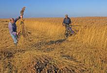 Reed Cutting Norfolk 1396