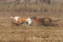 Hare Coursing 1 DM0199