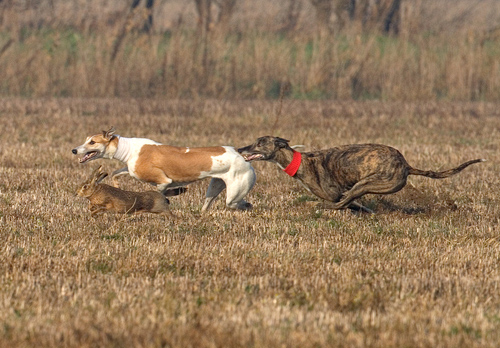 Hare Coursing 1 DM0199