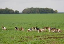 Beagles 8 DM0229