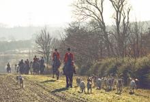 Hunting  Foxhounds 3 DM0220