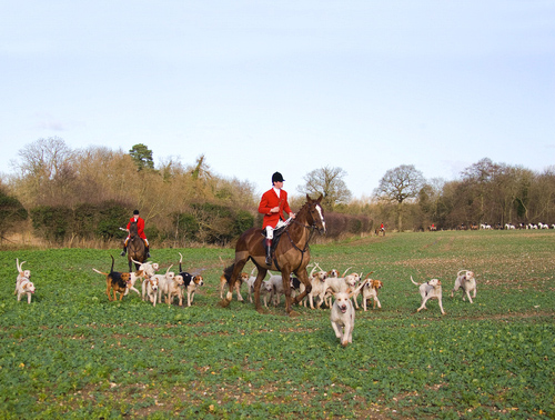 Hunting Foxhounds 4 DM0222