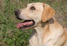 Gun Dog  Yellow Labrador 2 DM0339