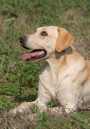 Gun Dog  Yellow Labrador 2 DM0339