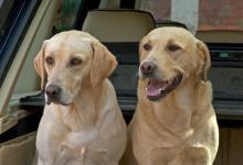 Gun Dogs  Yellow Labradors 1 DM0337