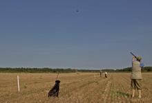 Partridge Shooting 1 DM0338