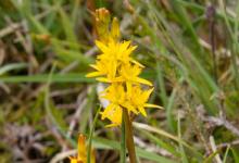 Bog Asphodel 1DM0064