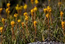 Bog Asphodel 2 DM0067