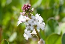 Bogbean 1 DM0065