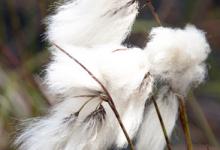 Cottongrass 1 DMOO66