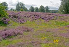  Cavenham Heath Suffolk DM2161