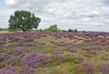  Cavenham  Heath Suffolk DM2163