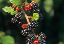 Blackberries DMO205