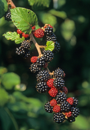 Blackberries DMO205