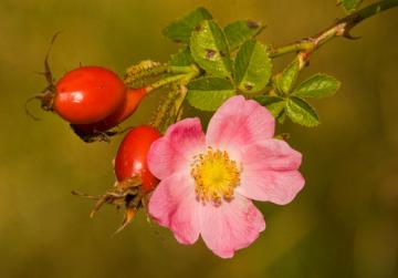 Hedgerow