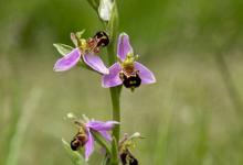 Bee Orchid DMO293