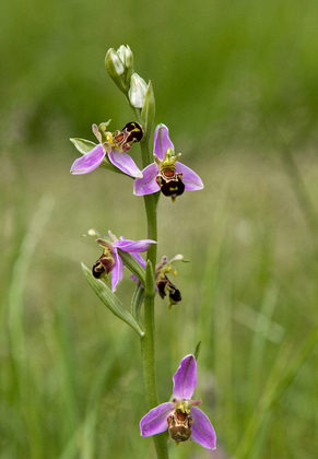 Bee Orchid DMO293