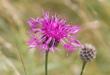 Knapweed DM314