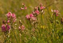 Sainfoin  DM0315