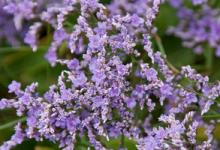 Sea Lavender DM0334