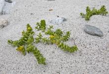 Sea Sandwort, Lewis DM0336