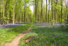 Bluebell Woods 4 DM0375