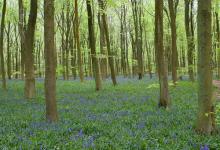 Bluebell Woods DM0376