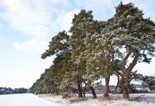 Breckland Trees in Winter DM1465