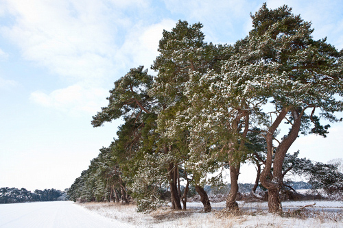 Breckland Trees in Winter DM1465
