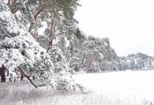 Breckland Trees in Winter DM1466