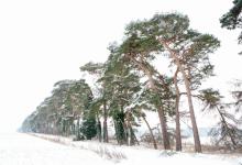 Breckland Trees in Winter DM1467