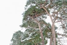 Breckland Trees in Winter DM1468