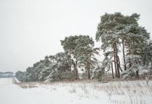 Breckland Trees in Winter DM1469