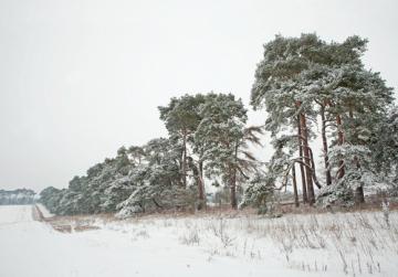 Trees And Shrubs