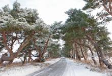 Breckland Trees in Winter DM1470