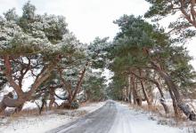 Breckland Trees in Winter DM1470