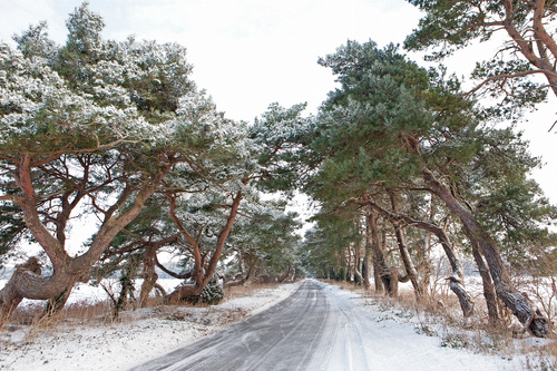 Breckland Trees in Winter DM1470