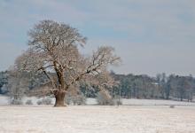 Oak Tree in Winter DM1472