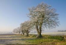 Trees in Winter 2 DM0374