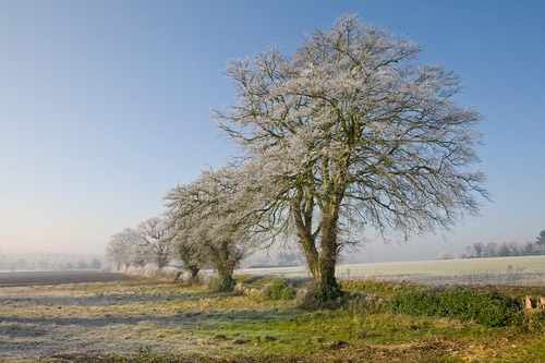 Trees in Winter 2 DM0374
