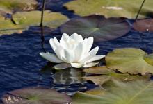 Water Lily, DMO389