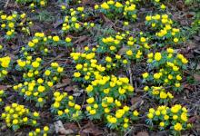 Aconites 2 DMO419