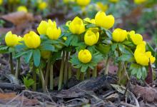 Aconites 3 DM0421